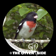 Rose-breasted Grosbeak