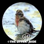 Rose-breasted Grosbeak