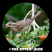 Rose-breasted Grosbeak