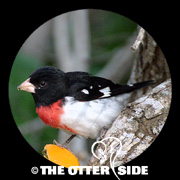 Rose-breasted Grosbeak