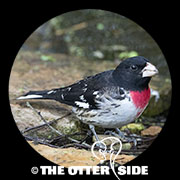 Rose-breasted Grosbeak