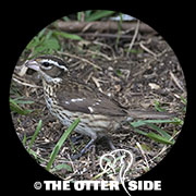 Rose-breasted Grosbeak