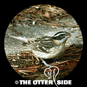 Black-headed Grosbeak