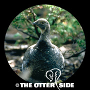 Dusky Grouse - Southern Rockies