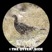 Dusky Grouse - Southern Rockies