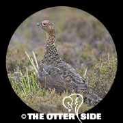 Red Grouse