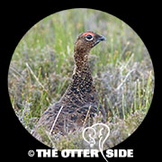 Red Grouse
