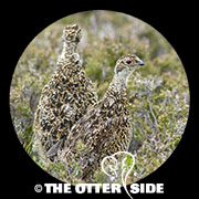 Red Grouse