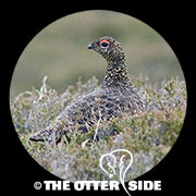 Red Grouse