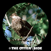 Ruffed Grouse