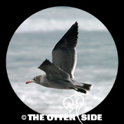 Heermann's Gull