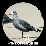 Heermann's Gull