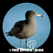 Heermann's Gull