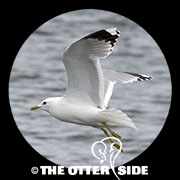 Common Gull - European