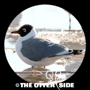 Franklin's Gull