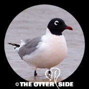 Franklin's Gull