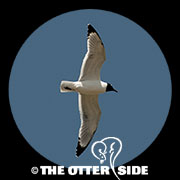 Franklin's Gull