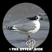 Franklin's Gull
