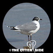 Franklin's Gull