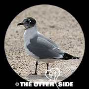 Franklin's Gull