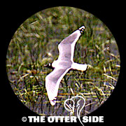 Franklin's Gull