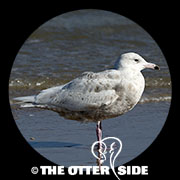 Glaucous Gull
