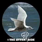 Glaucous Gull