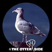 Glaucous-winged Gull