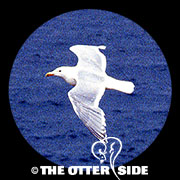 Glaucous-winged Gull