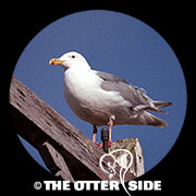 Glaucous-winged Gull
