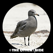Heermann's Gull
