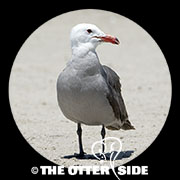 Heermann's Gull