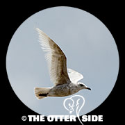 Iceland Gull - Nominate