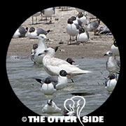 Iceland Gull - Nominate