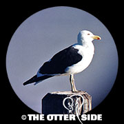 Kelp Gull