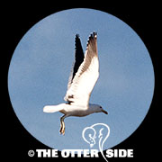 Kelp Gull