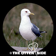 Short-billed (Mew) Gull