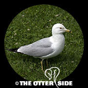 Ring-billed Gull