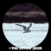 Ross's Gull