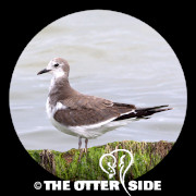 Sabine's Gull
