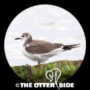Sabine's Gull