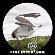 Sabine's Gull