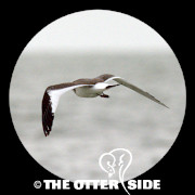 Sabine's Gull
