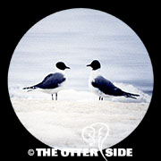 Sabine's Gull