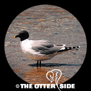 Sabine's Gull
