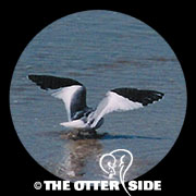 Sabine's Gull