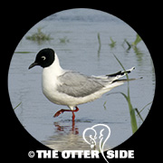 Saunders's Gull
