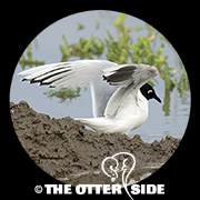 Saunders's Gull