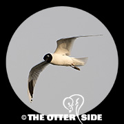Saunders's Gull