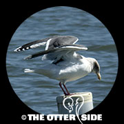 Slaty-backed Gull